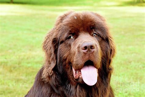 Beautiful Brown Newfie Dog Looking Very Sweet Photograph By Dejavu