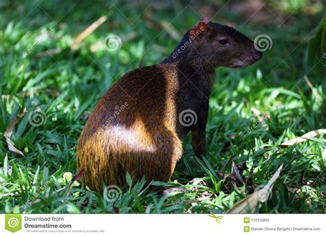 Cute Exotic Agouti Little Mammal Rodent From Central South America In