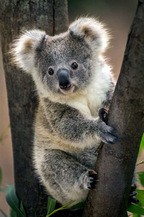 Koala Bear Cute Koala Bear Cute Animals Animals Beautiful