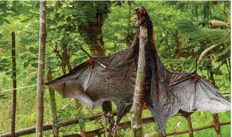 Can We Protect Island Flying Foxes Science