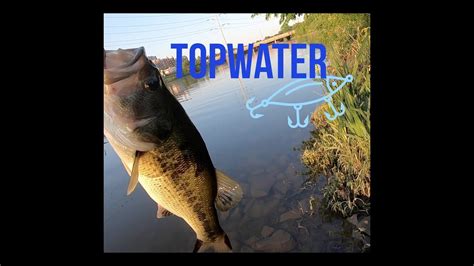 Explosive Topwater Catch In Clear Waters Four Mile Run Youtube