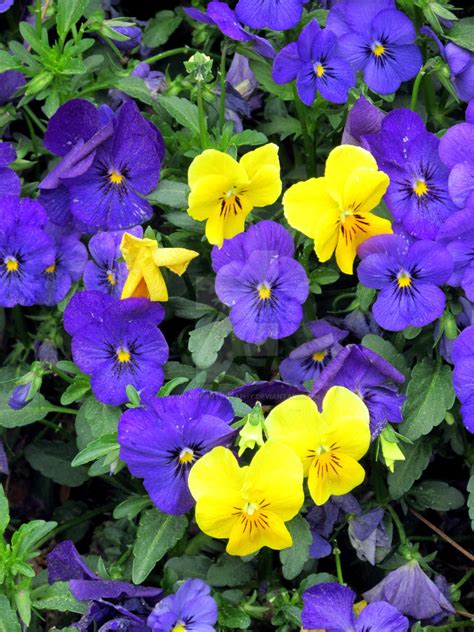 Purple And Yellow Pansies By Loewnau Photography On Deviantart