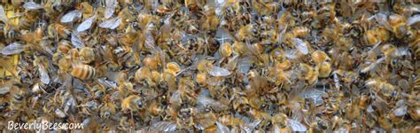 7 Steps To Take After A Honey Bee Pesticide Kill