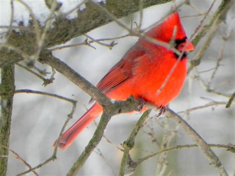 Beautiful Ohio State Bird The Cardinal Ohio State Bird State