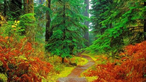 Path In Autumn Forest Hd Wallpaper Background Image 1920x1080