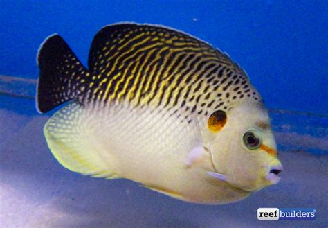 Tiger Angelfish Makes American Aquarium Debut At Pacific Aqua Farms