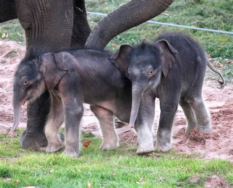 Meet The Rare ‘miracle Elephant Twins Born At Us Zoo
