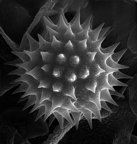 Smithsonian Insider Research Collection Of Pollen Grains Given To
