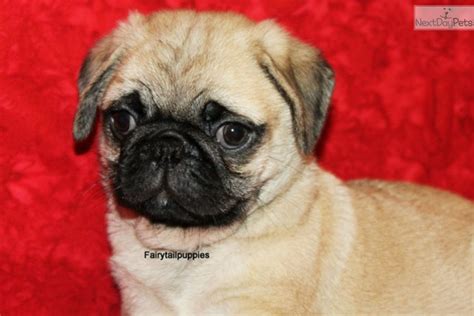 Are there pug puppies for adoption? Pug puppy for sale near Mcallen / Edinburg, Texas | a54b9cd8-1721 | Baby pugs, Pug puppies for ...