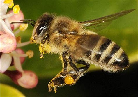 Factsheet Apis Mellifera The Honey Bee Honey Bee Bee Types Of Bees