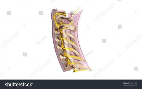 Cervical Spine Ligaments Nerves Lateral View Stock Illustration 537317122