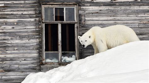 State Of Emergency In Russian Town As Polar Bears ‘enter Houses And