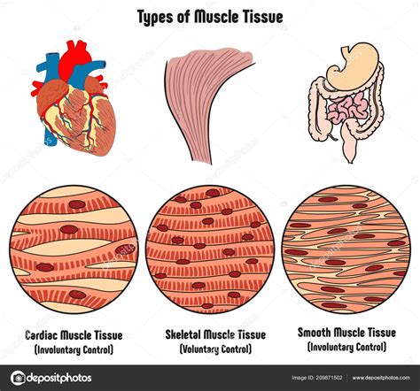 Digestive System Tissues