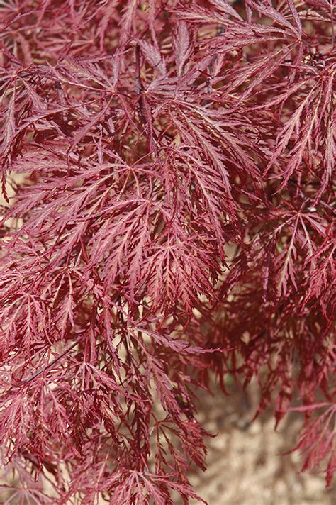 Ever Red Lace Leaf Japanese Maple Acer Palmatum Ever Red In