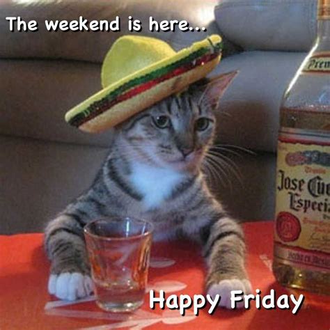 Happy Friday Cat Meme Idlememe