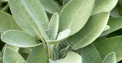 We did not find results for: How to grow and care for sage | lovethegarden
