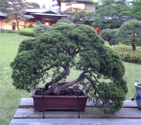 And Organizations Dedicated To The Art A Brief History Of Bonsai