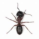 Photos of Large Black Carpenter Ants