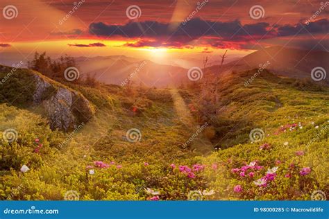 Amazing Colorful Sunrise In Mountains With Colored Clouds And Pink