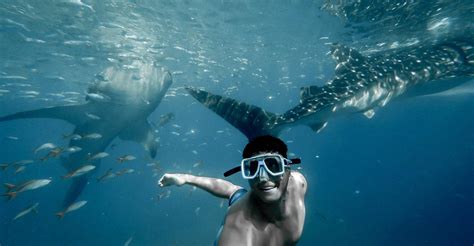 Whale Shark Watching A Major Tourist Activity In Oslob Cebu