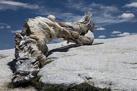 Ansel Adams Tree Jeffrey Pine Ansel Adams Black And White