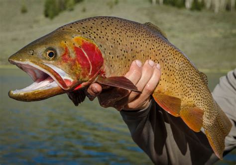 Yellowstone Cutthroat Trout Get New Help Fly Fisherman