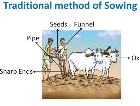 Sowing Of Seeds Selection Different Methods Teachoo