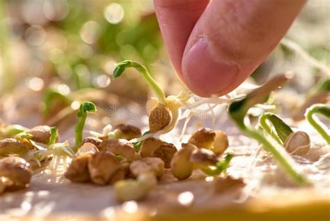 Pea Sprouts Home Plantation Of Growing Seedlings Stock Photo Image