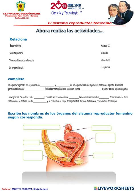 Sistema Reproductor Femenino Worksheet For Cuarto De Secundaria Live