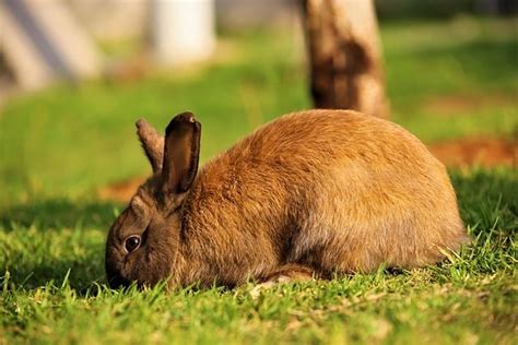Rabbit Bunny Ears Free Photo On Pixabay Pixabay