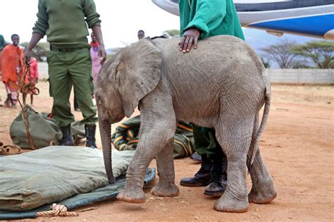 Adorable Baby Elephant Rescued From Bottom Of Well