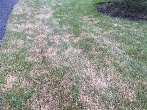 Are You Overwatering Your Lawn 5 Signs To Watch Out For