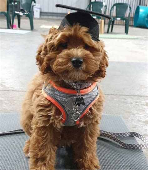 Sonia Says Sit Puppy Preschool And Dog Training