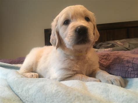 The puppies in this litter are from akc registered parents and. Golden Retriever Puppies For Sale | Arlington, WA #171288