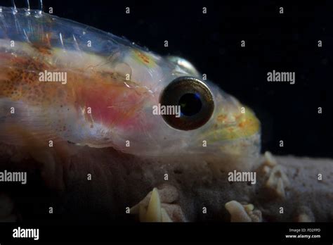 Close Up Of A Whip Coral Goby Beqa Lagoon Fiji Stock Photo Alamy