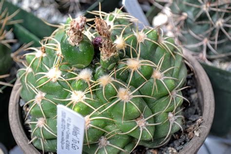 Struggled with succulents and not known what the problem was? The Outlaw Gardener: Steve and Claudia Casebolt's Paradise ...