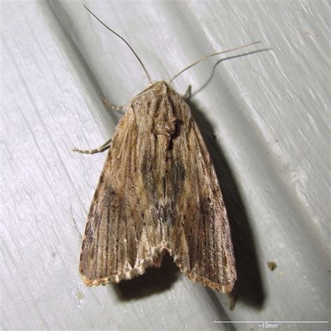 Hodges 9672 Southern Armyworm Moth Spodoptera Eridania Bugguidenet