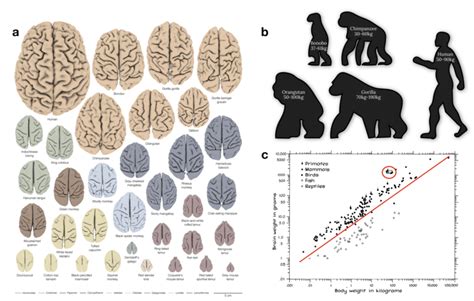 Animal Brain Size Chart