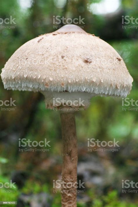 Single Mushroom Kite Standing Alone On A Meadow Stock Photo Download