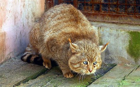 The Ten Species Of Small Wild Cats Found In Asia