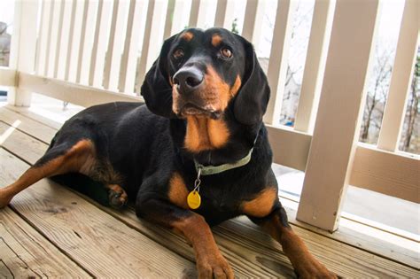Black And Tan Coonhound Dog Breed Information Allaboutdogsnet