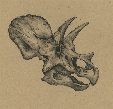 Triceratops Skull Viewing Gallery Animal Skull Drawing Animal