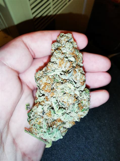 The Biggest Nug Of Stardawg Ive Ever Ever Seen A Full 78 Grams R