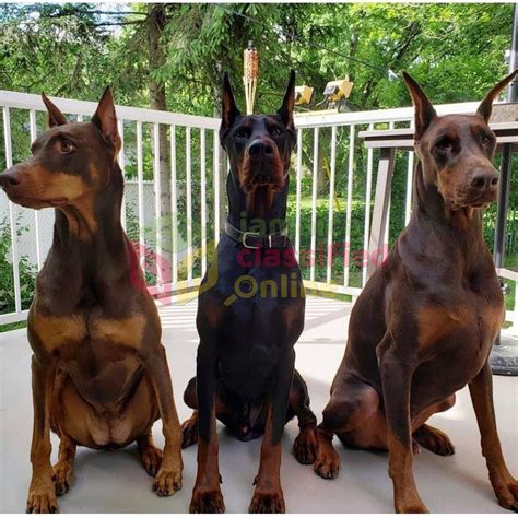 For Sale Purebred Doberman Puppies Maypen