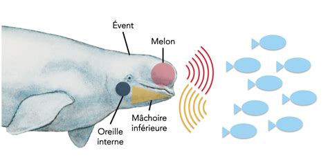 How Does Echolocation Work Baleines En Direct