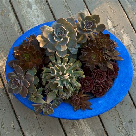 13 Creative Succulent Container Ideas