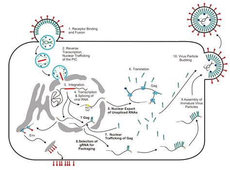 Viruses Free Full Text Nuclear Trafficking Of Retroviral RNAs And