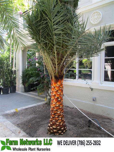 Sylvester Palm Tree