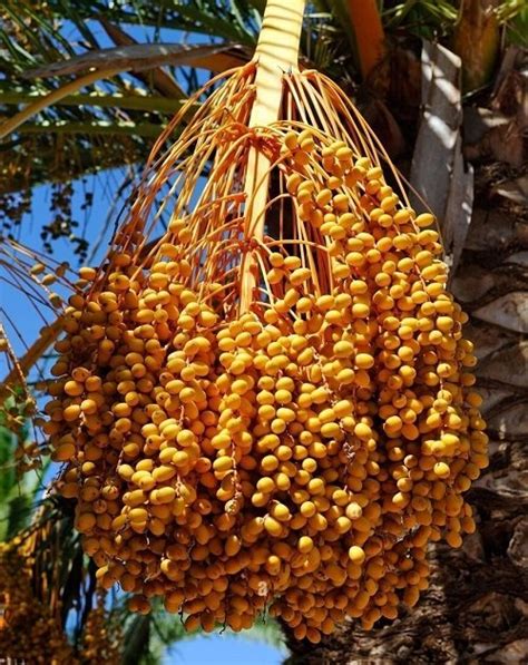 List Of Best Palm Fruits Fruits From Palm Trees