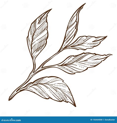 Tea Plant Isolated Sketch Leaves On Stem Organic Product Stock Vector